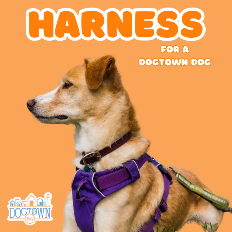 harness for a dogtown dog