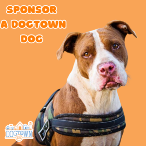 sponsor a dog