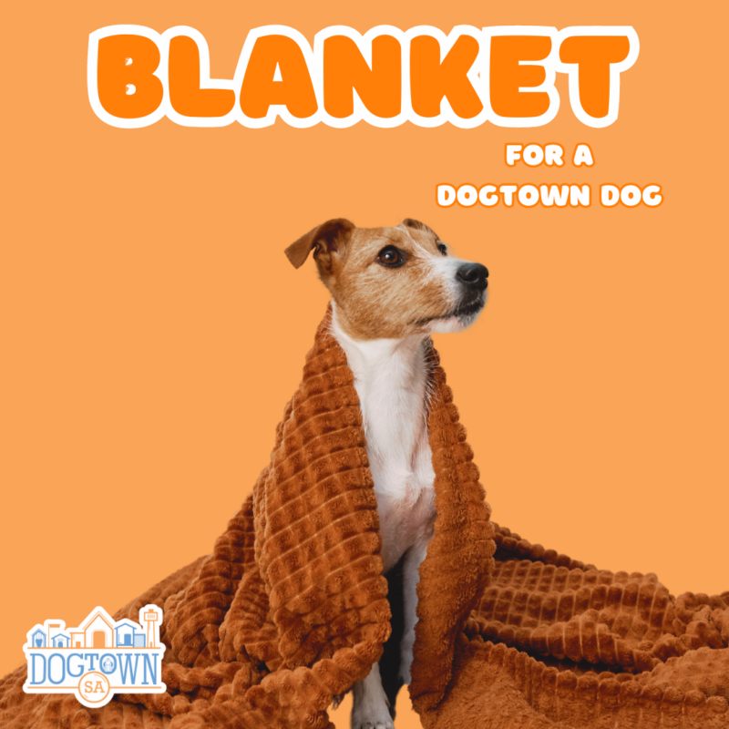 blanket for a dogtown dog